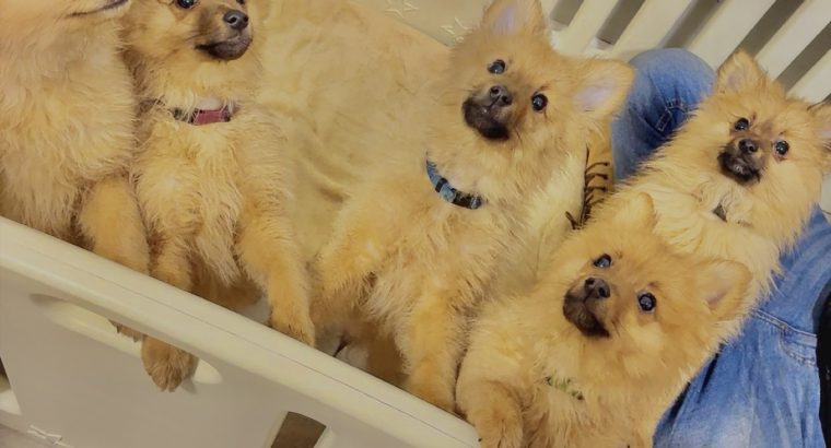 Beautiful Pomeranian puppies