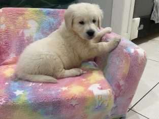 Golden retriever pup
