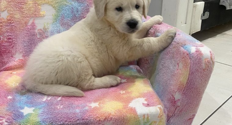 Golden retriever pup