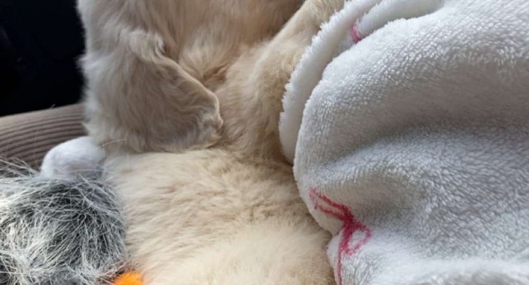 Golden retriever pup