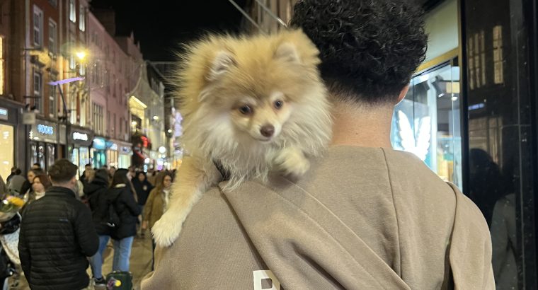 6 month old male Pomeranian puppy in Dublin