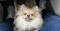 6 month old male Pomeranian puppy in Dublin
