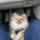 6 month old male Pomeranian puppy in Dublin
