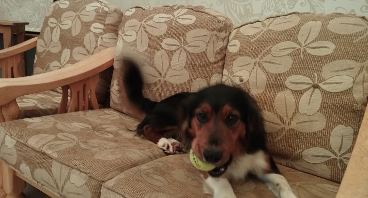 Cocker Spaniel/Collie Cross