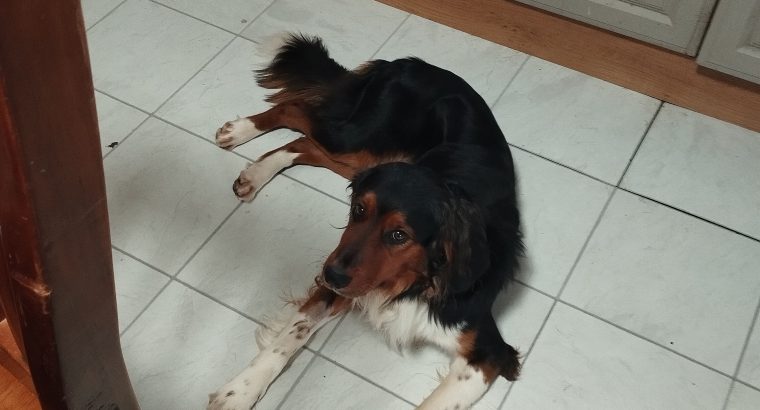 Cocker Spaniel/Collie Cross