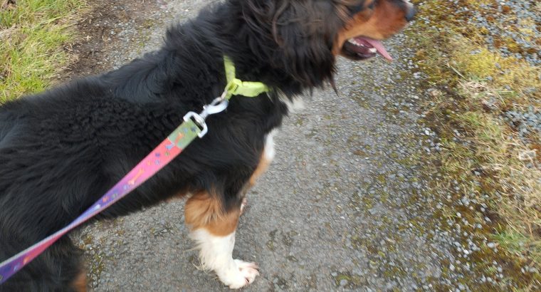 Cocker Spaniel/Collie Cross