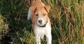 Jack Russell Terrier for sale