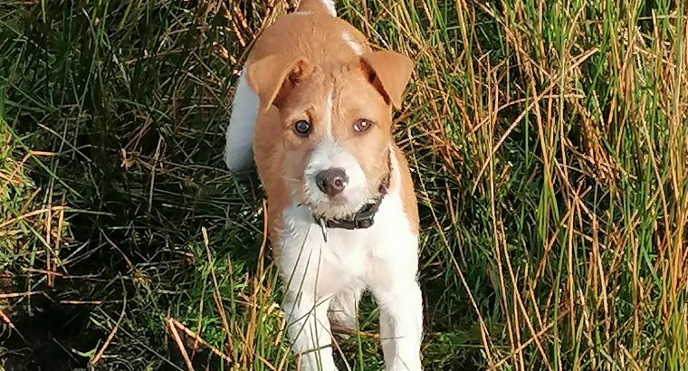 Jack Russell Terrier for sale