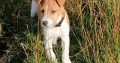 Jack Russell Terrier for sale