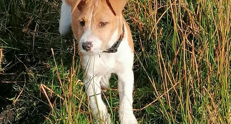 Jack Russell Terrier for sale