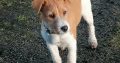 Jack Russell Terrier for sale
