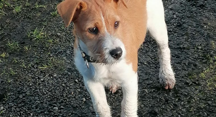 Jack Russell Terrier for sale