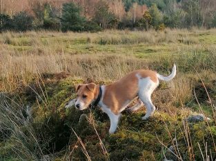 Jack Russell Terrier for sale