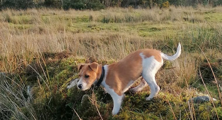 Jack Russell Terrier for sale