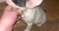 French Bulldog puppies
