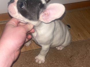 French Bulldog puppies