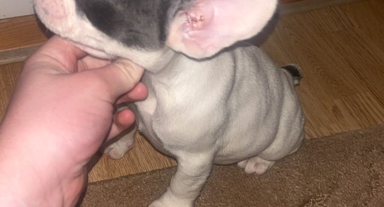 French Bulldog puppies