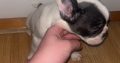 French Bulldog puppies
