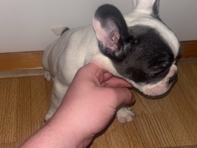 French Bulldog puppies