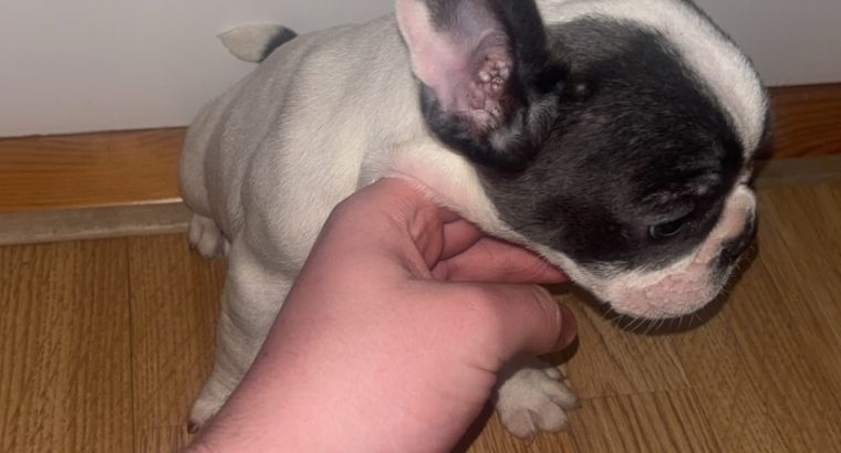 French Bulldog puppies