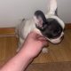 French Bulldog puppies