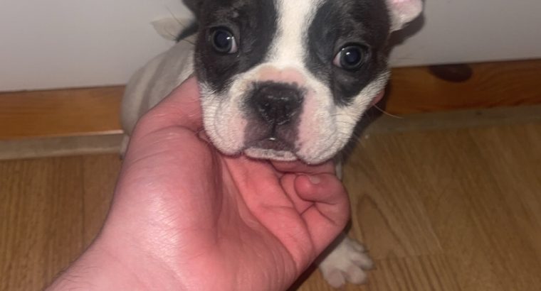 French Bulldog puppies