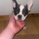 French Bulldog puppies
