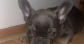 French Bulldog puppies