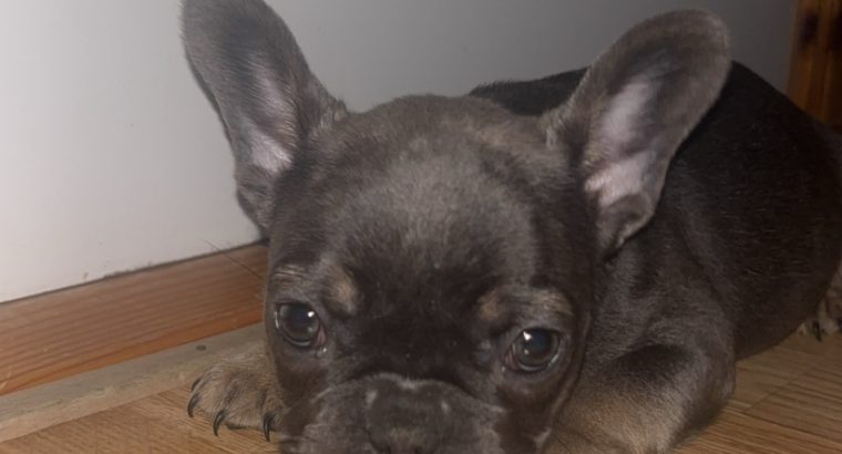 French Bulldog puppies