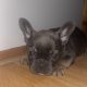 French Bulldog puppies
