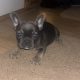 French Bulldog puppies