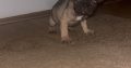 French Bulldog puppies