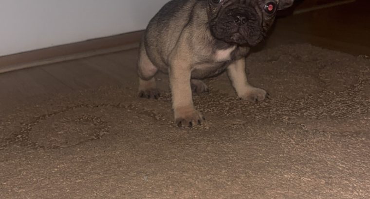 French Bulldog puppies