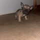 French Bulldog puppies