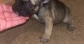 French Bulldog puppies