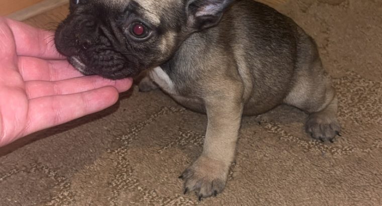 French Bulldog puppies