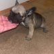 French Bulldog puppies