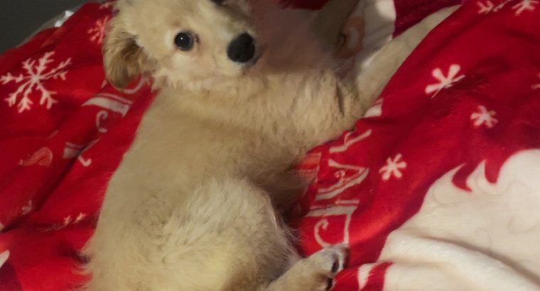 Female Pomeranian x Cockapoo puppy in Dublin