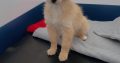 Female Pomeranian x Cockapoo puppy in Dublin