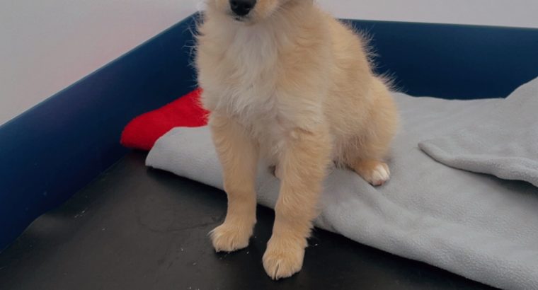 Female Pomeranian x Cockapoo puppy in Dublin