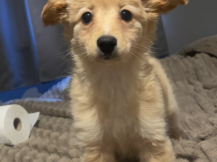 Female Pomeranian x Cockapoo puppy in Dublin