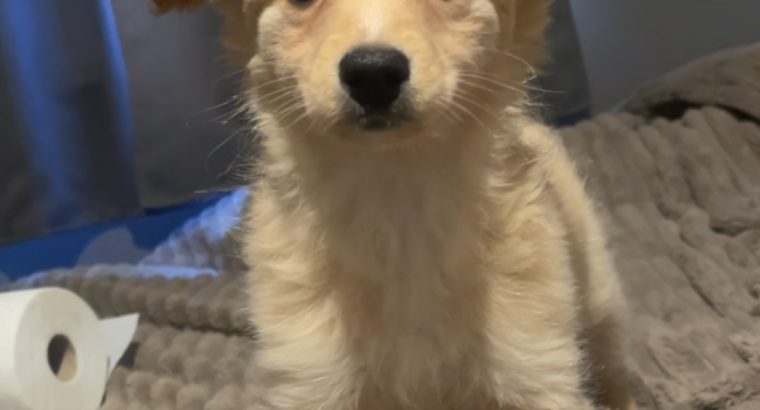 Female Pomeranian x Cockapoo puppy in Dublin