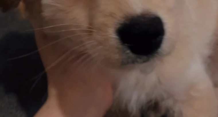 Female Pomeranian x Cockapoo puppy in Dublin