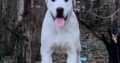 Dogo Argentino X Presa Canairo