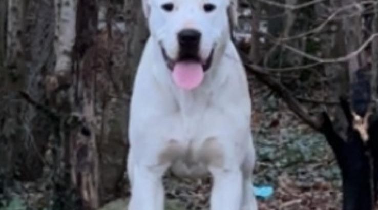 Dogo Argentino X Presa Canairo