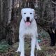 Dogo Argentino X Presa Canairo