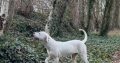 Dogo Argentino X Presa Canairo