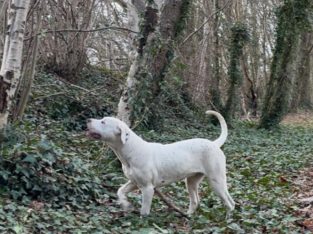 Dogo Argentino X Presa Canairo