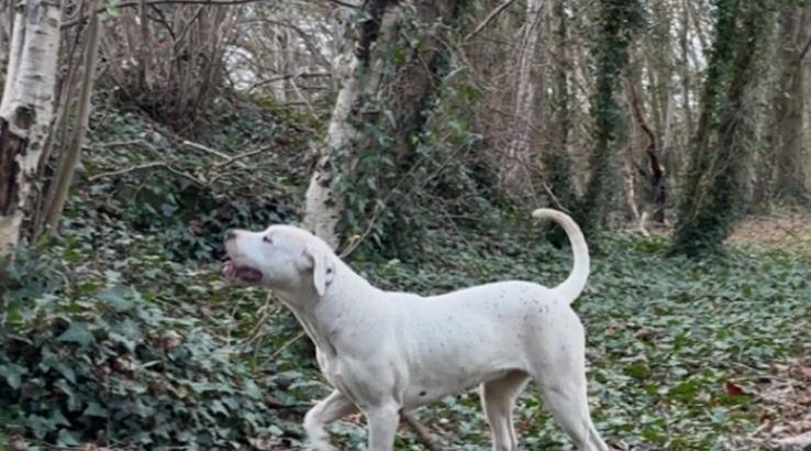 Dogo Argentino X Presa Canairo
