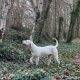 Dogo Argentino X Presa Canairo